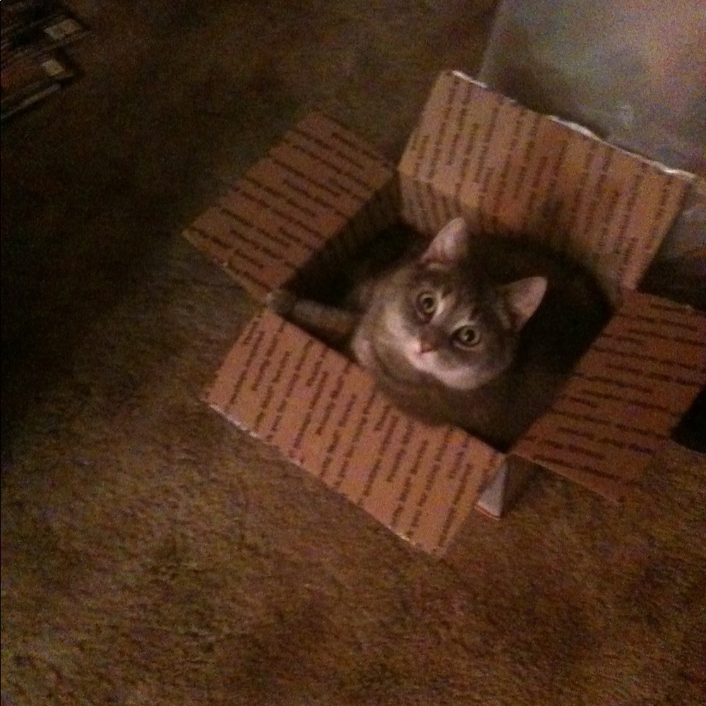 Meet your Posher, Dayna